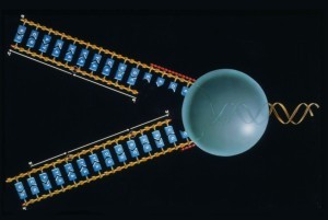 DNA