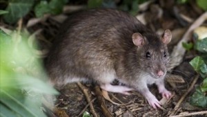 rata