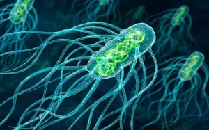 bacterias