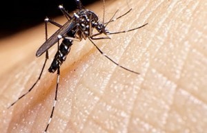 mosquito