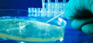 bacteria300x139