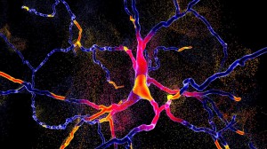 parkinson_neuronas