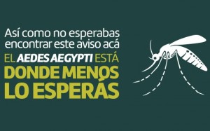 aedes