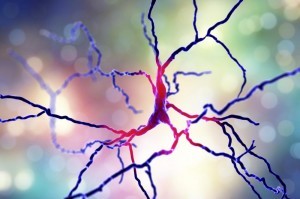 neurona