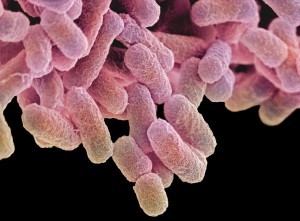 salmonella