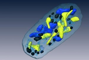 encima-1