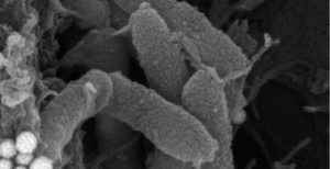 bacterias-o