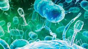 microbiota humana