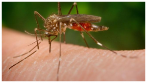 mosquito