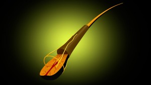pelo