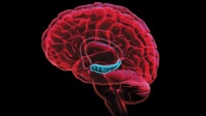 hipocampo-cerebro-640x360