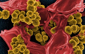 microbioma-intes