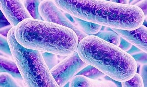 microbiota