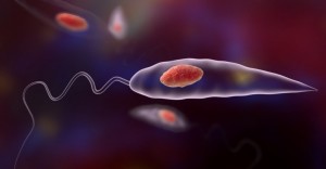 leishmaniasis