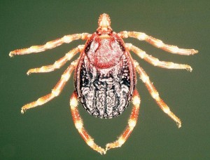 Que-sabemos-de-la-fiebre-hemorragica-de-Crimea-Congo