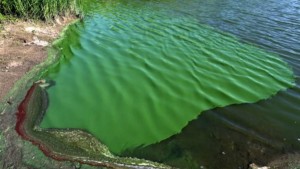 rio parana cianobacterias