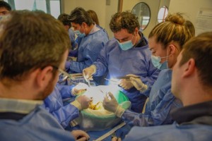 Entrenamiento bipartición hepática 2