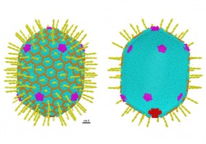 Bacteriophage-RY5x0nFNMEubnOVqLhZPHKP-758x531@abc