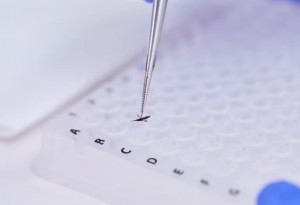 dengue