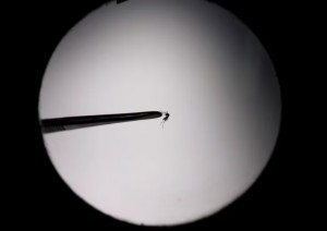 esterilizacion mosquito
