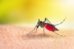 malaria