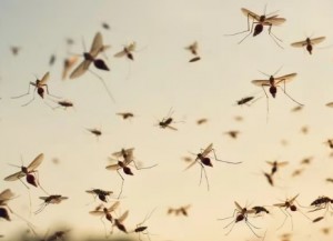 mosquitos