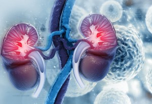 Human kidney cross section on scientific background