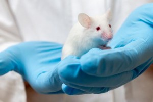 ratones-laboratorio
